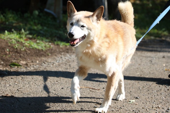 散歩する高齢犬