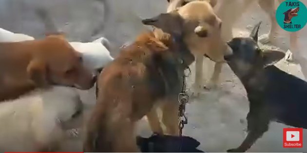 犬の集団