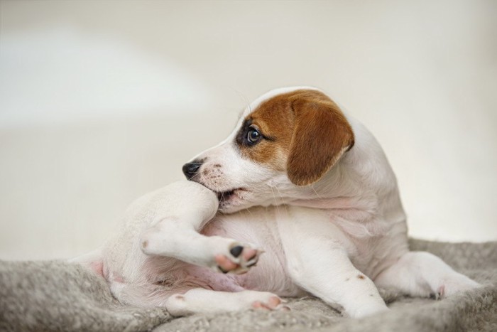 足を噛んでいる犬