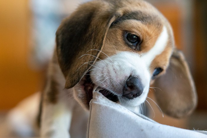 くつを噛もうとする子犬