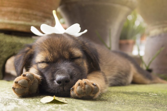 頭にお花を乗せて寝る犬