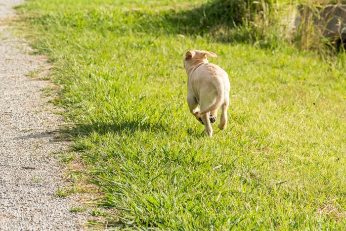 走り去る犬