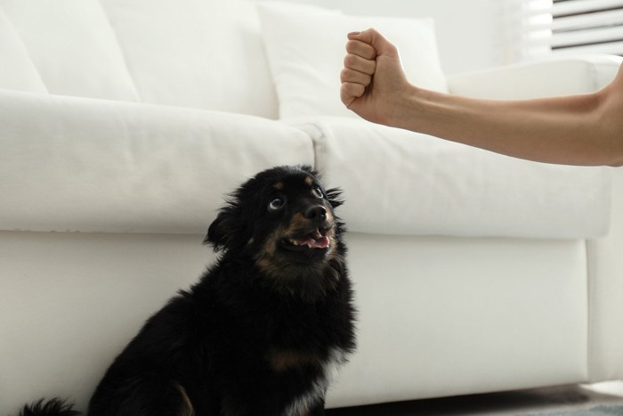 握りこぶしと犬