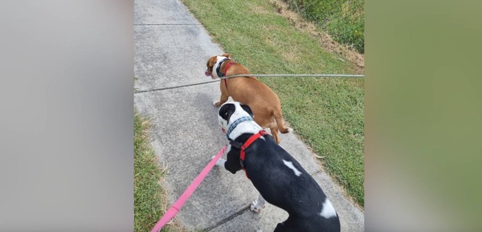 散歩中の2匹の犬