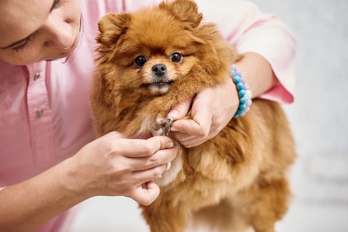 爪切りをされる小型犬