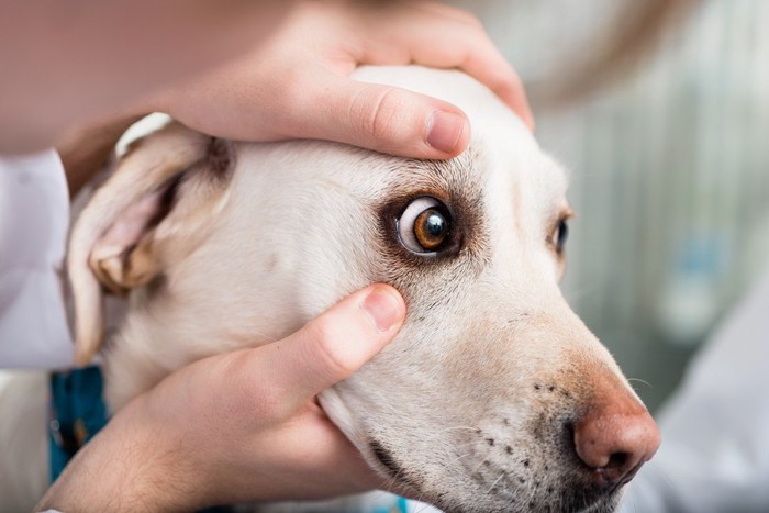 目の診察を受ける犬