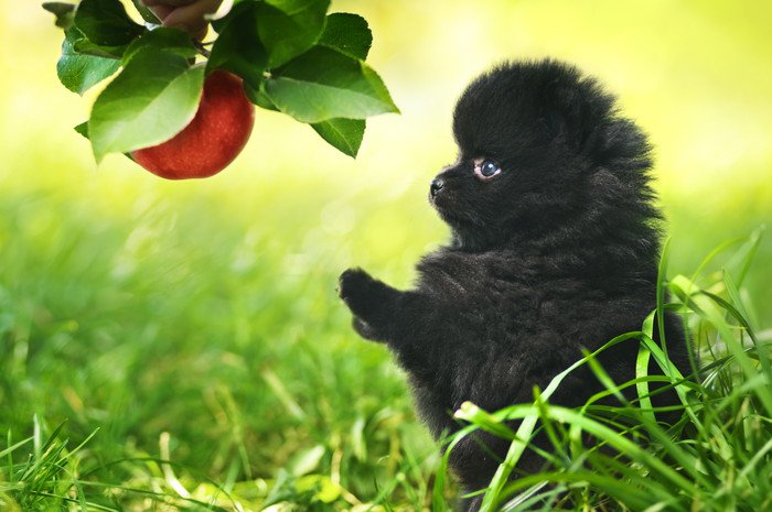 果実と黒ポメの子犬の写真