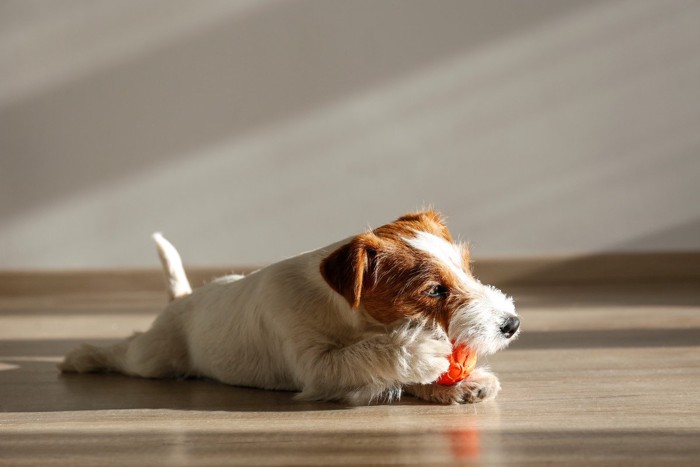 おもちゃを噛んで遊ぶ子犬