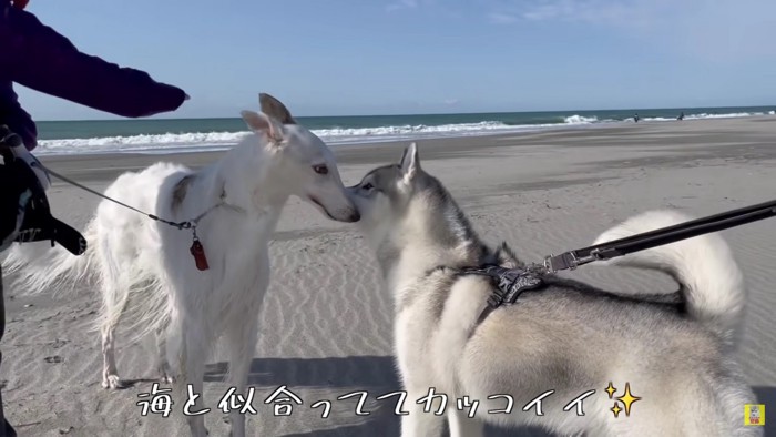 大型犬2匹の美しい光景…！