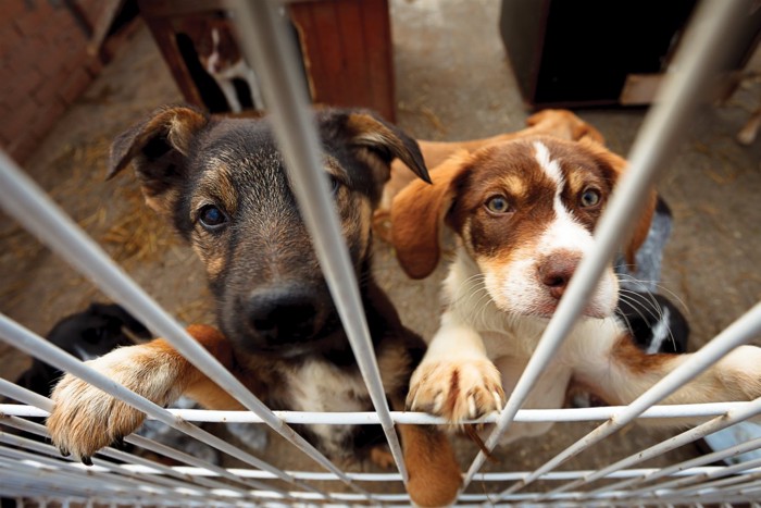 犬舎の中で立ち上がっている2匹の犬