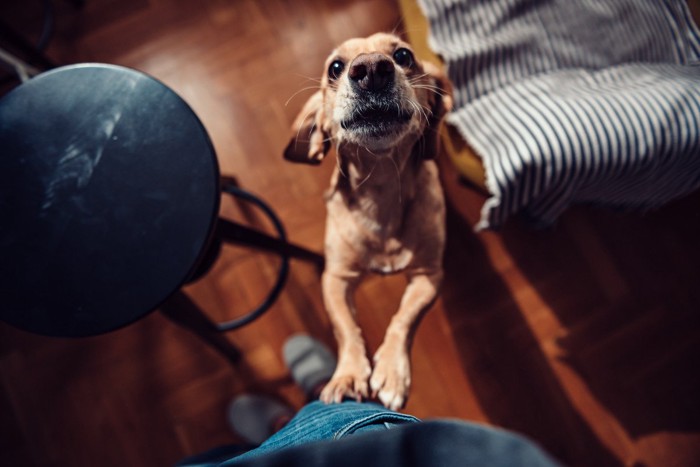 人の足に飛びついている犬