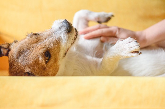 お腹をなでられている犬