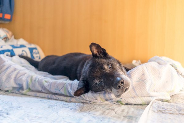 お昼寝をする黒い老犬