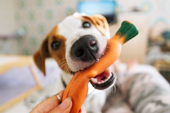 人参のおもちゃで遊ぶ犬