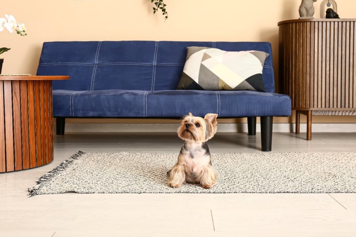 部屋でくつろぐ犬