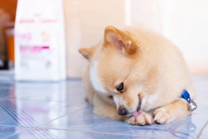 足を舐める犬