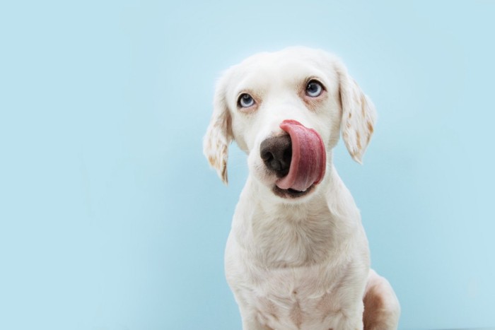 鼻を舐める白い犬