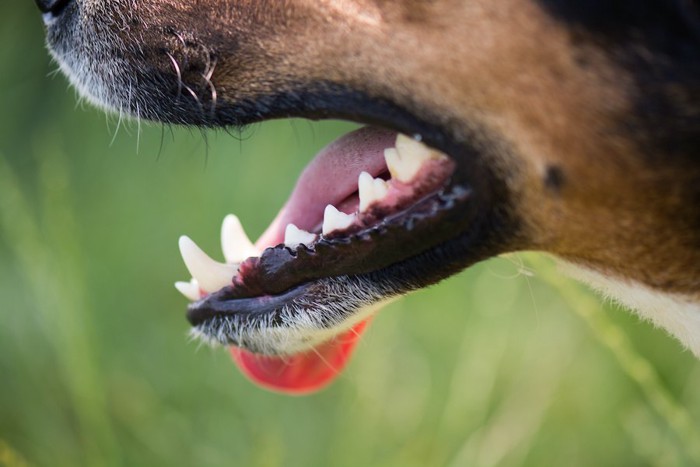 舌をだらりと垂らした犬の口元アップ