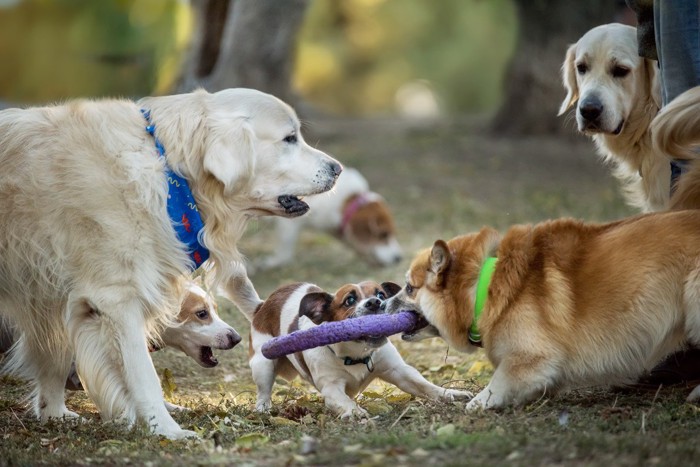 輪っかのおもちゃを引っ張り合う犬たち