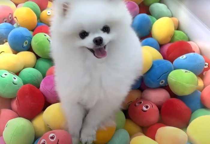 色とりどりのボールの上に立つ犬