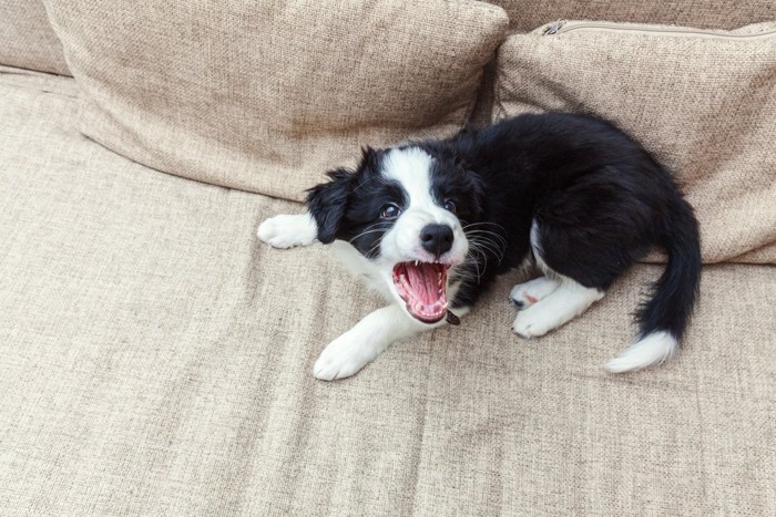 ケージで見つめる犬