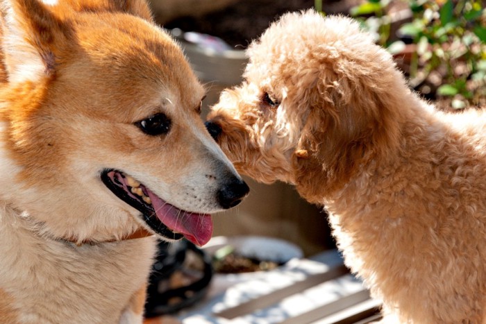 犬同士の挨拶