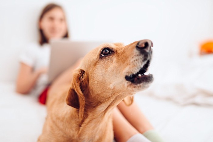 飼い主の前で吠える犬