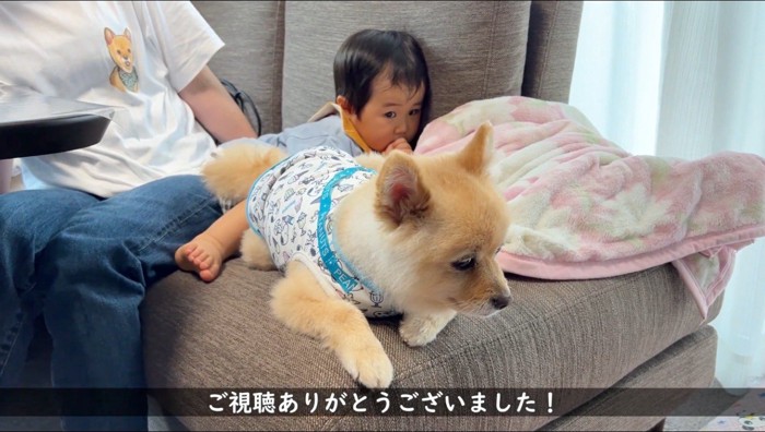 ソファの端に座る犬を見つめる赤ちゃん