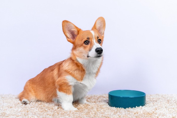 食器の前に座って待つ犬