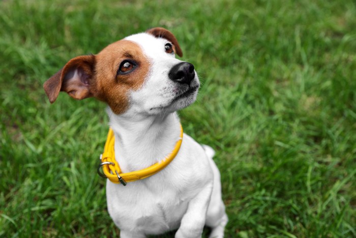 黄色い首輪をしている犬