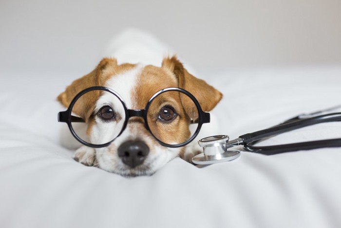 聴診器と眼鏡をかけた犬