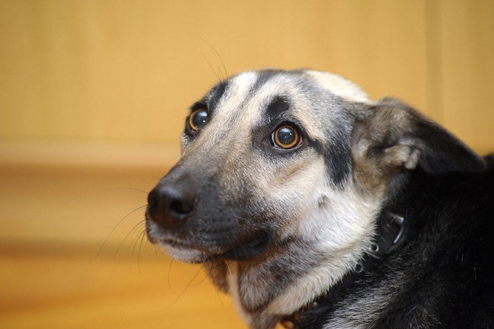 怯えて耳を伏せている犬