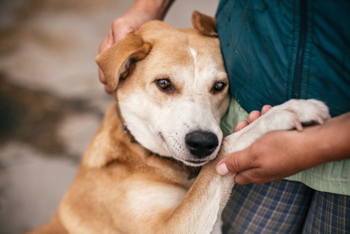 甘える茶の犬