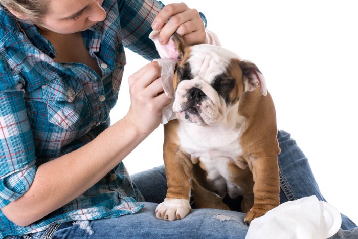 耳のお手入れをされる犬