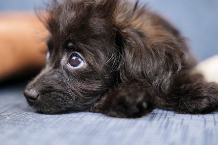 上目遣いをして横を見る黒い子犬