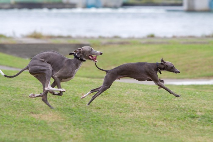 走るサイトハウンド分類の犬