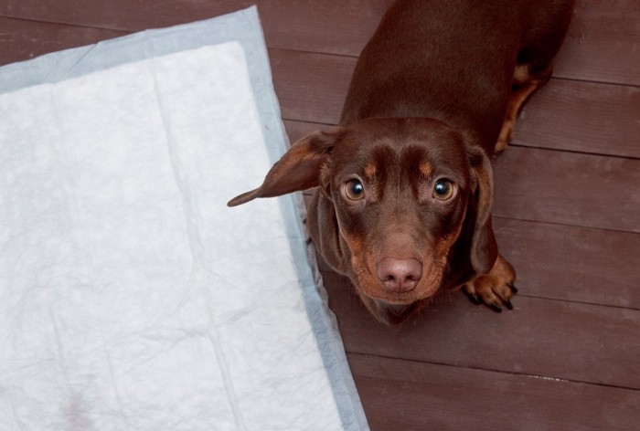 シーツでおしっこできたと上目遣いする犬