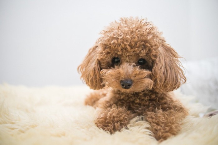 トイプードルの子犬