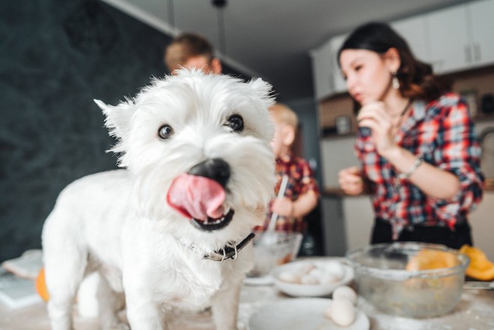 卵を料理する家族と舌を出した犬