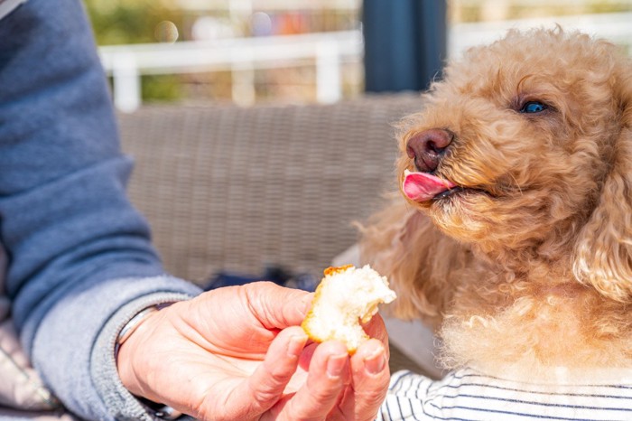 パンをだされて下をだす茶色い犬