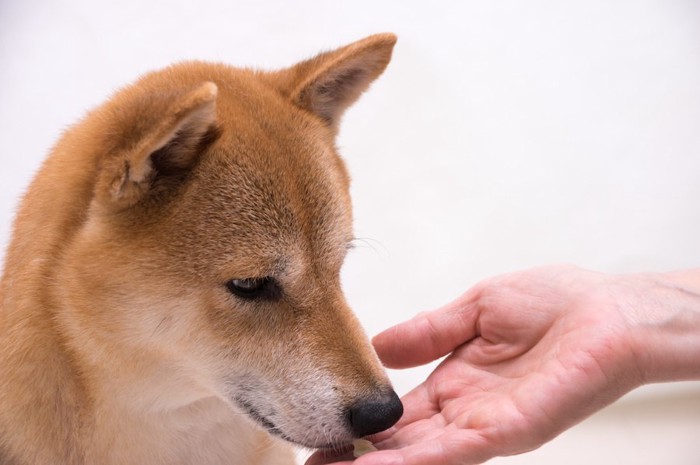 飼い主からオヤツをもらう柴犬