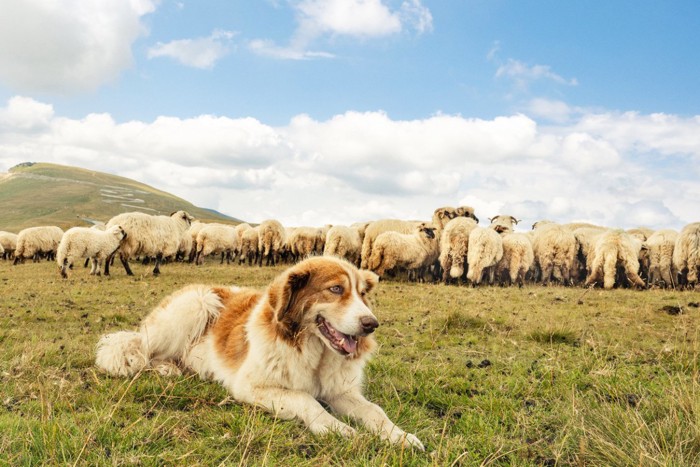 羊を守っている家畜番犬