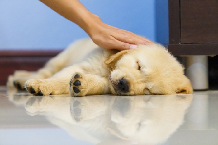 寝ている子犬に触る手
