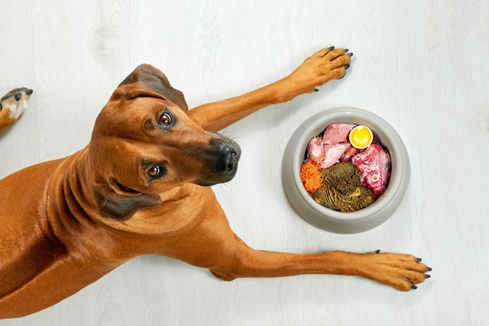 犬と食事が入ったお皿