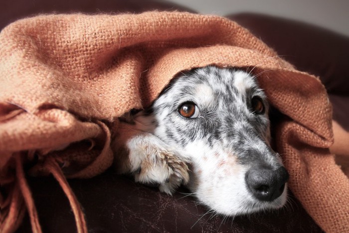 ブランケットをかぶる犬