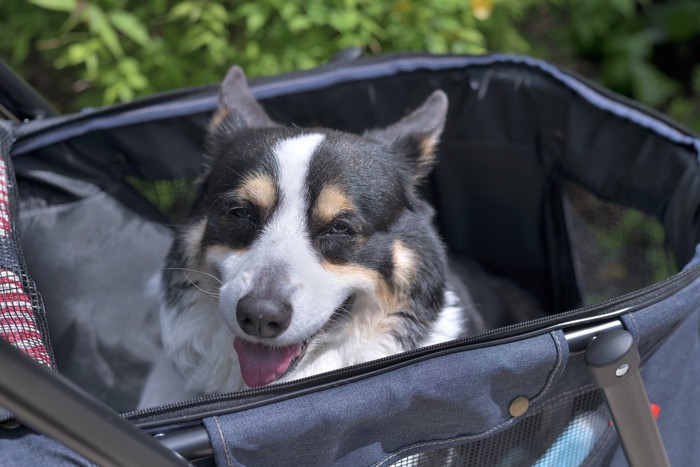 カートに乗っている犬