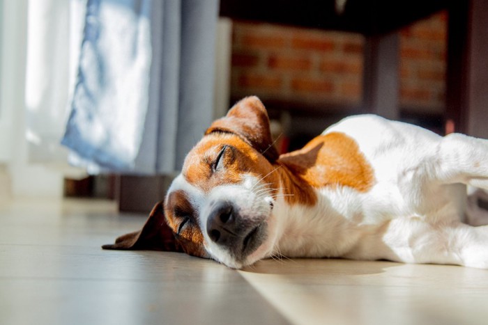 日向ぼっこして眠る犬