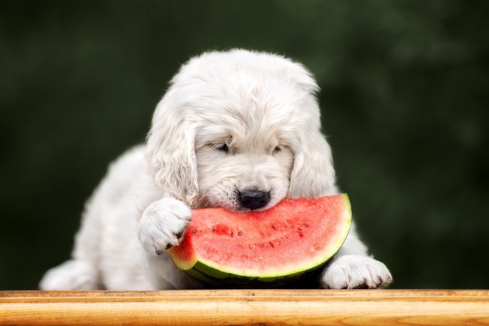 犬スイカ