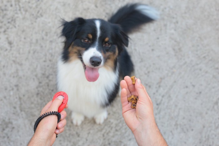 クリッカートレーニング中の犬