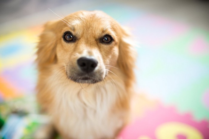 見上げる犬